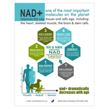 NR (nicotinamide riboside) ENTERIC - High Purity NAD+ Supplement.